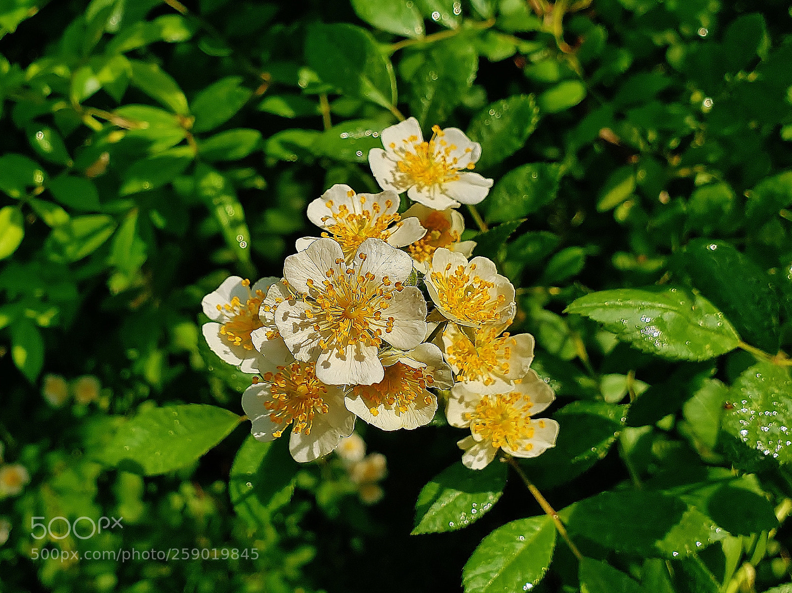 Samsung Galaxy S9+ sample photo. Multiflora rose at patuxent 2018 photography