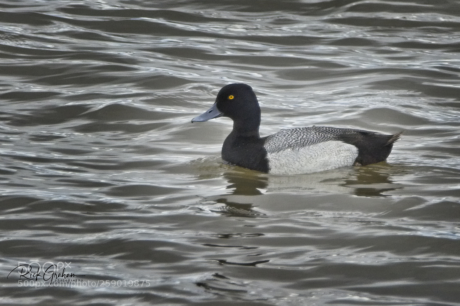 Canon EOS 80D sample photo. Lesser scaup photography