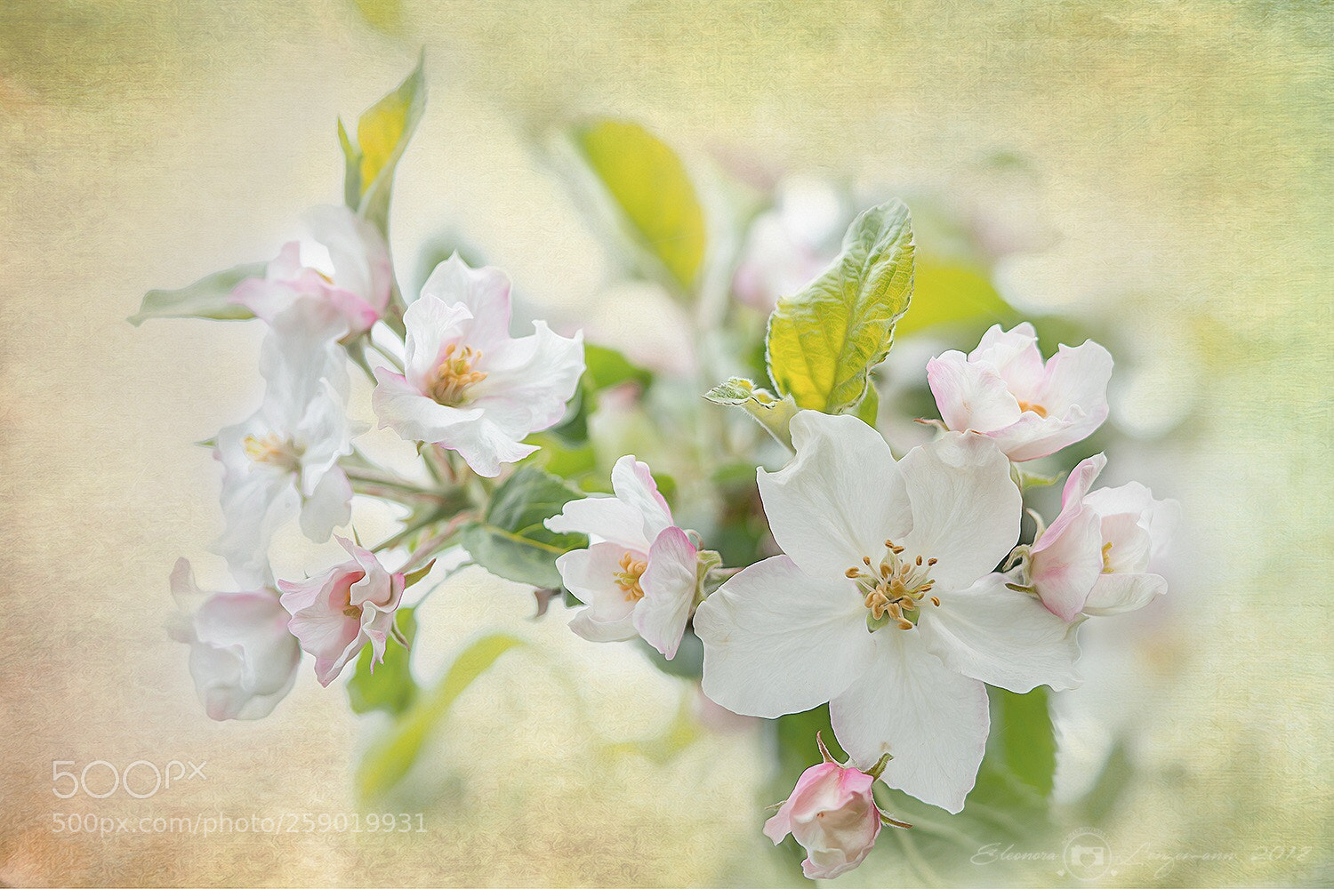 Sony a6000 sample photo. Apfelblüte  photography