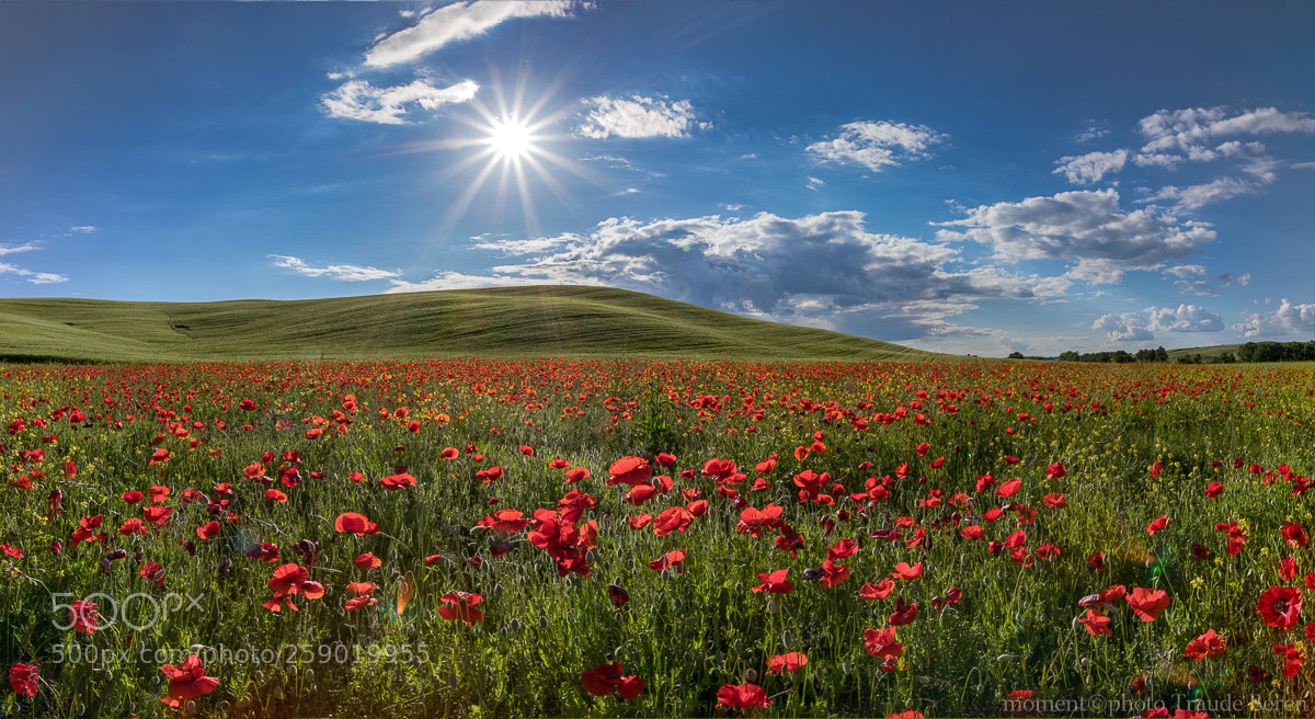 Canon EOS 5D Mark IV sample photo. Mohnblumenfeld photography