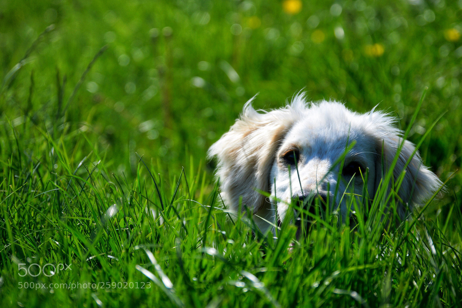 Nikon D3300 sample photo. Playful pup photography