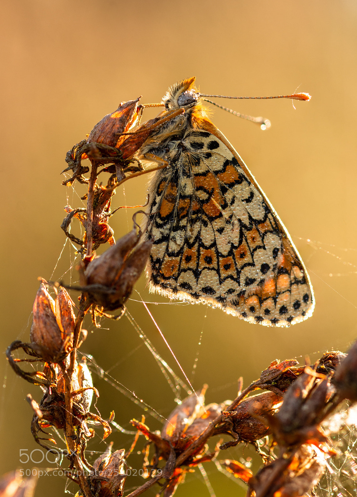 Nikon D7200 sample photo. Glanville fritillary photography