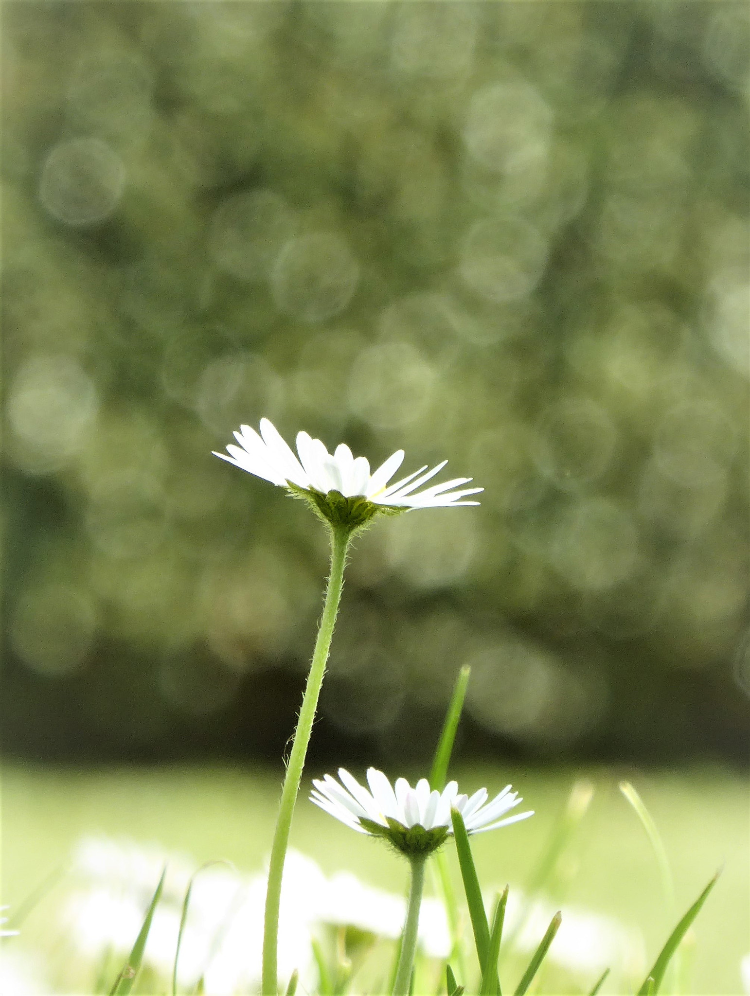 Panasonic Lumix DMC-ZS50 (Lumix DMC-TZ70) sample photo. Daisy dreams photography