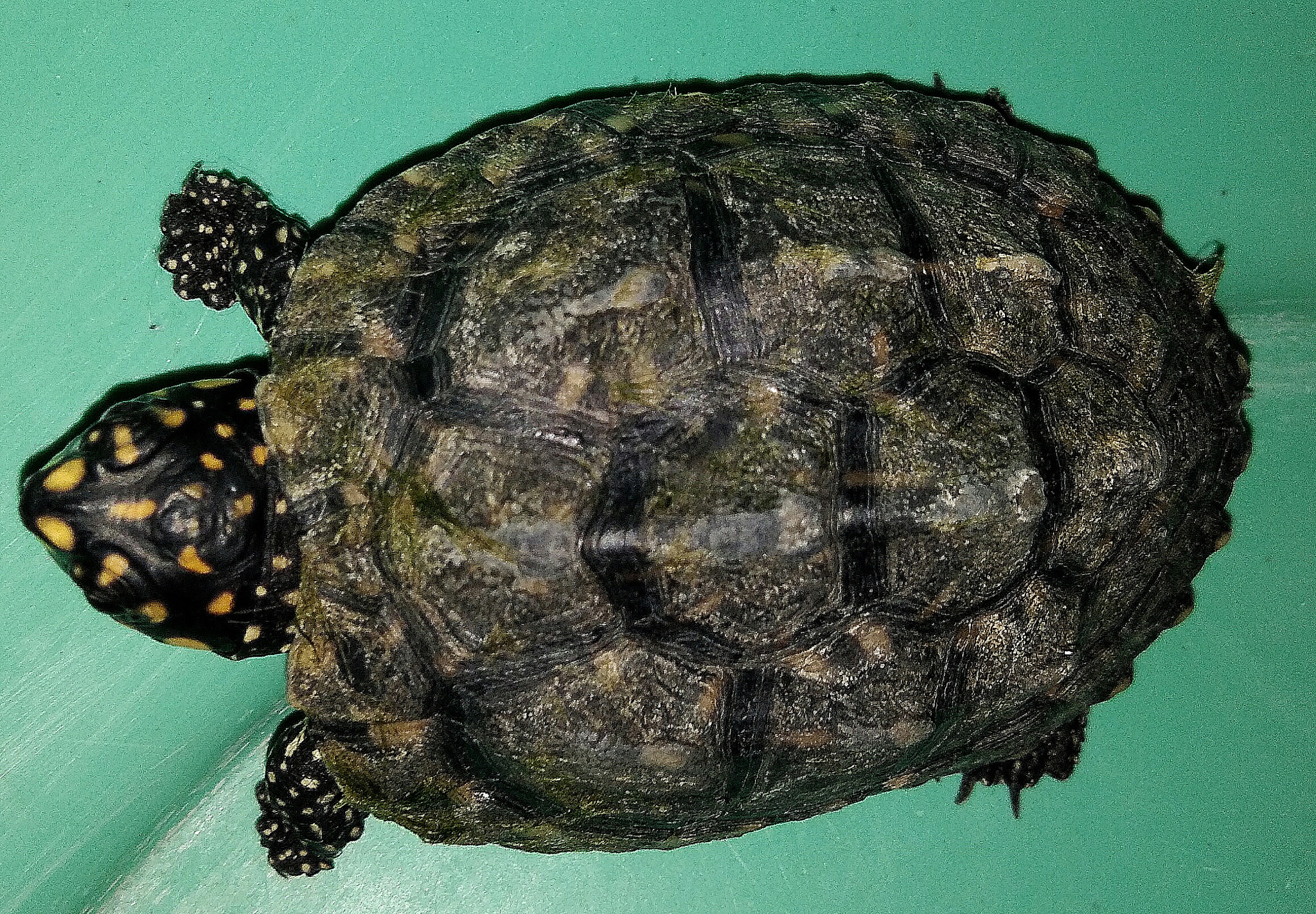 vivo Y55s sample photo. Tortoise photography