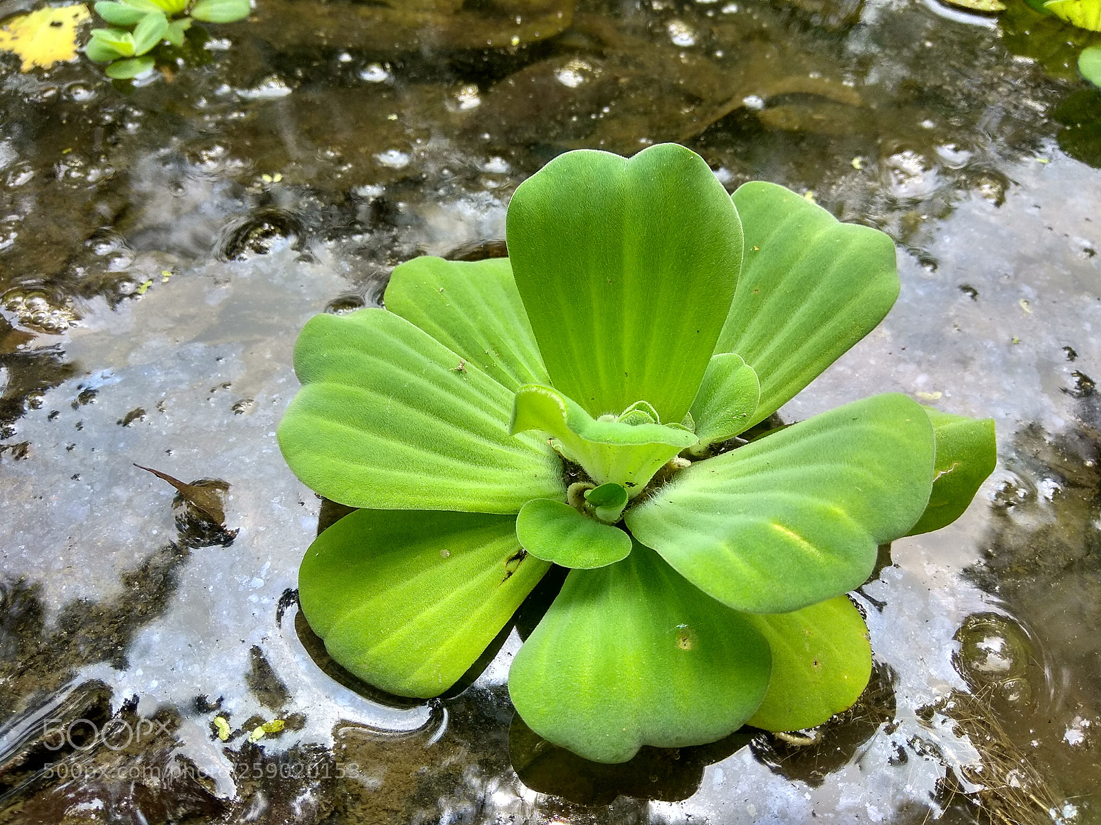 Xiaomi Redmi Note 4 sample photo. Untitled photography