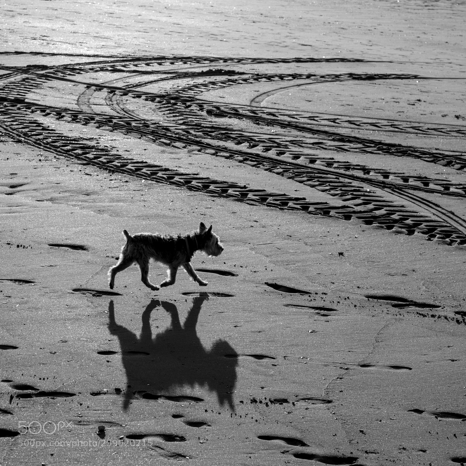Canon EOS 5D Mark IV sample photo. Silhouette of dog on photography