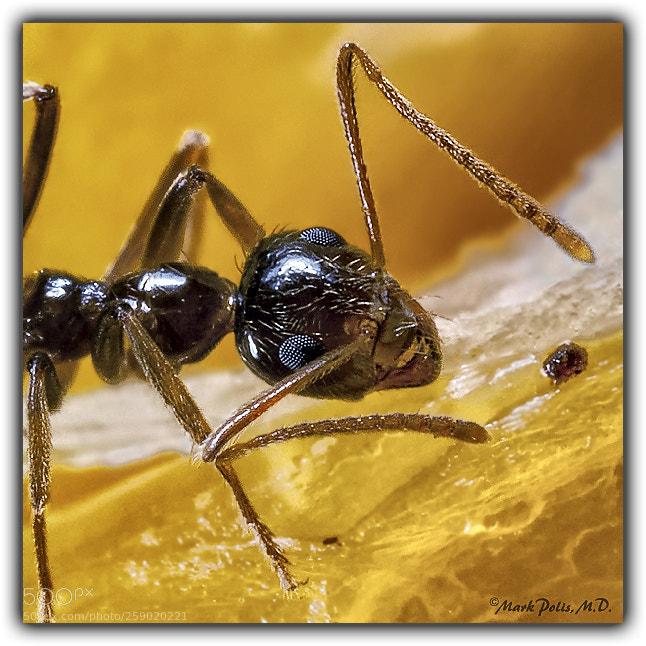 Canon EOS 50D sample photo. Ant eater photography