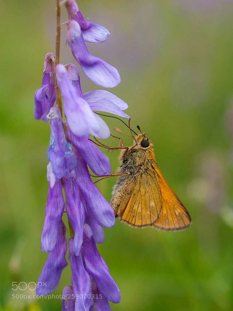 Olympus E-3 sample photo. Ochlodes sylvanus  ( large skipper) photography