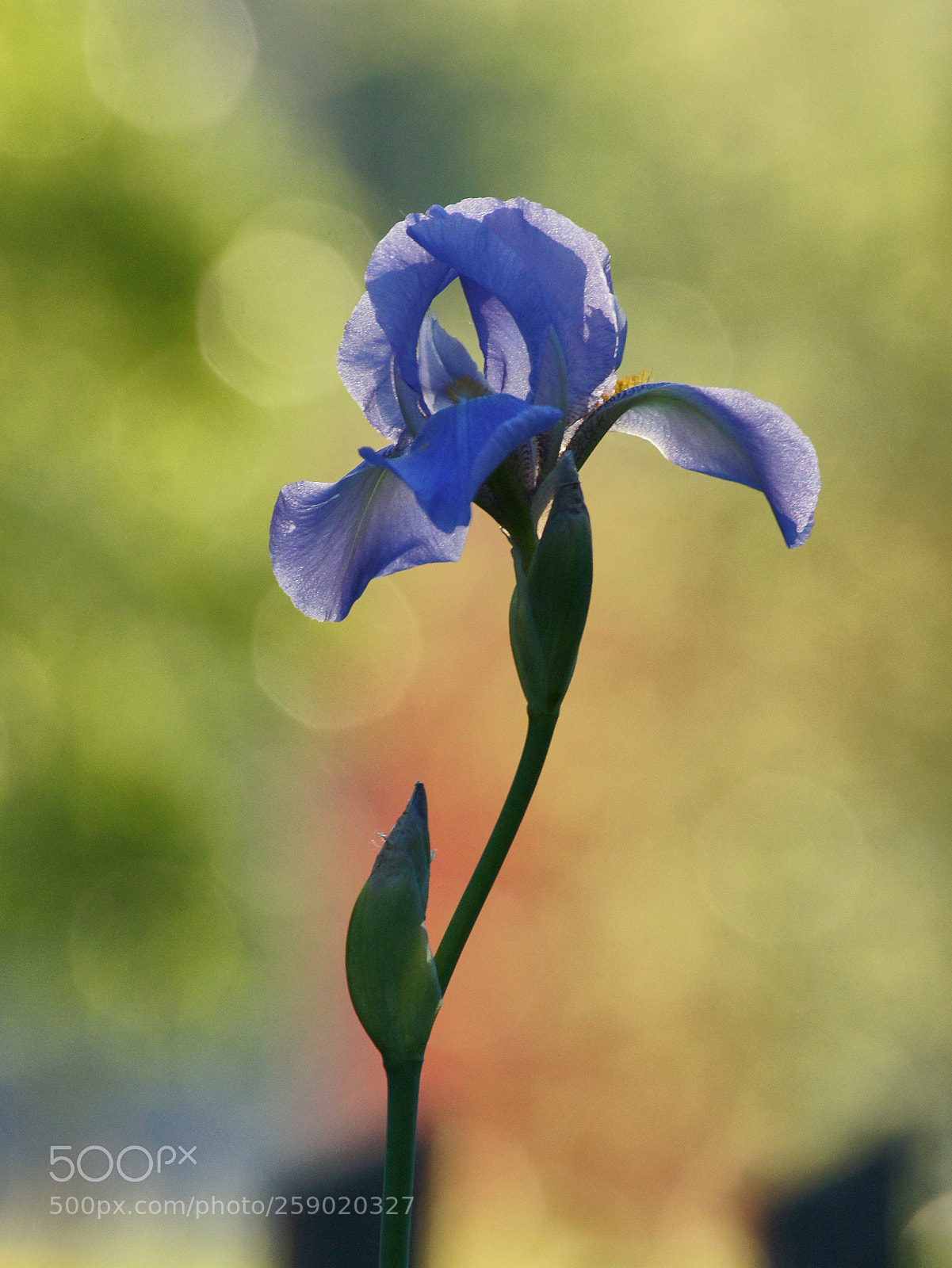 Sony SLT-A55 (SLT-A55V) sample photo. Ирис photography
