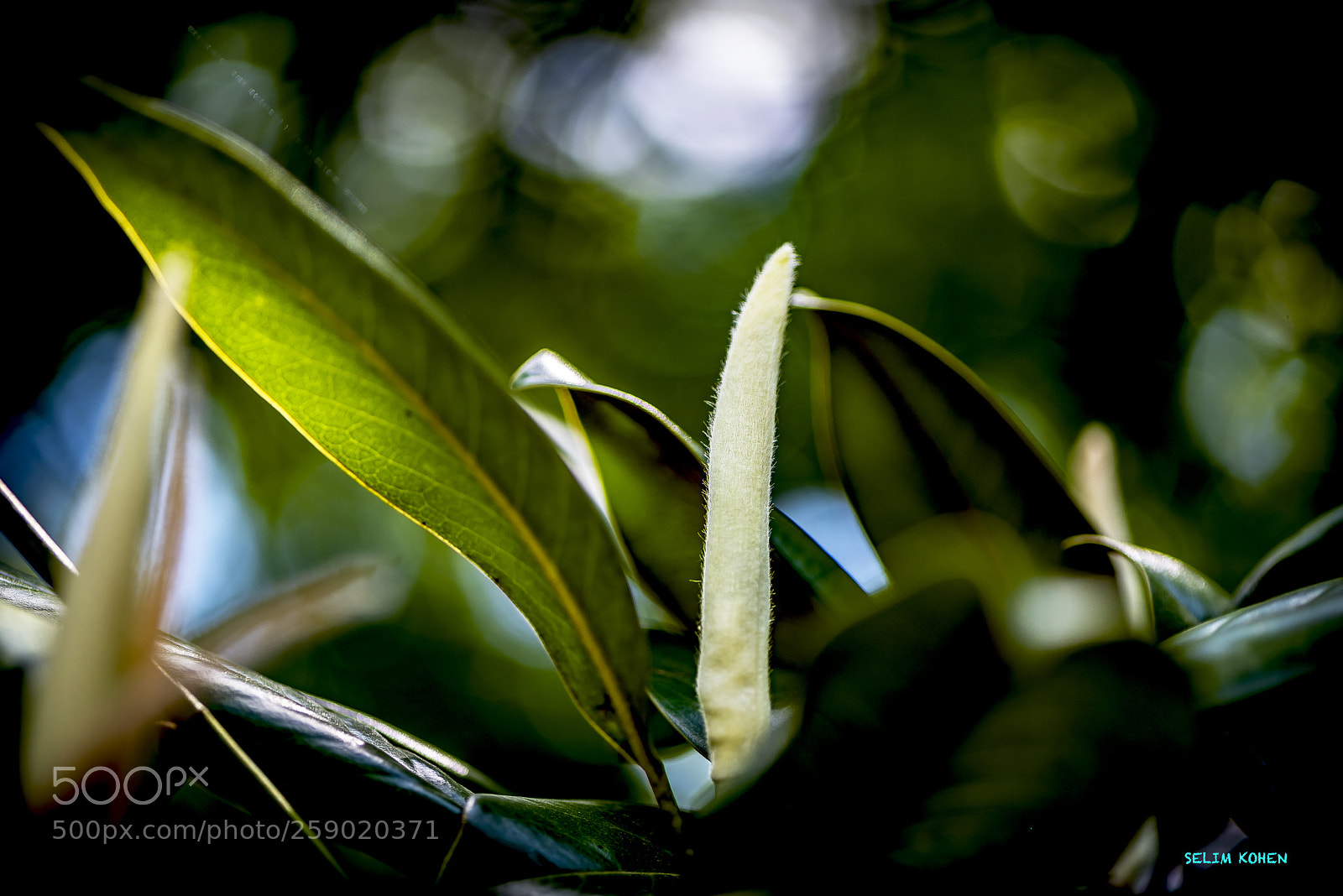 Nikon D810 sample photo. Spring, blooming of nature... photography