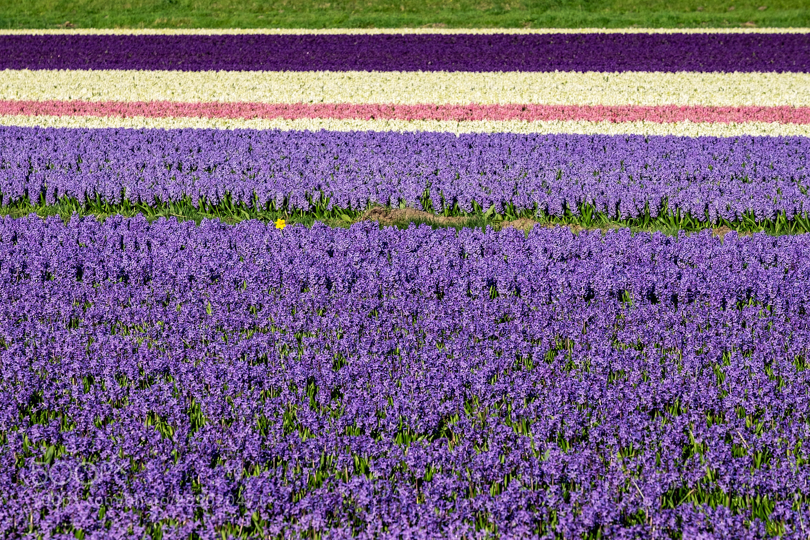 Fujifilm X-T1 sample photo. Colored stripes photography