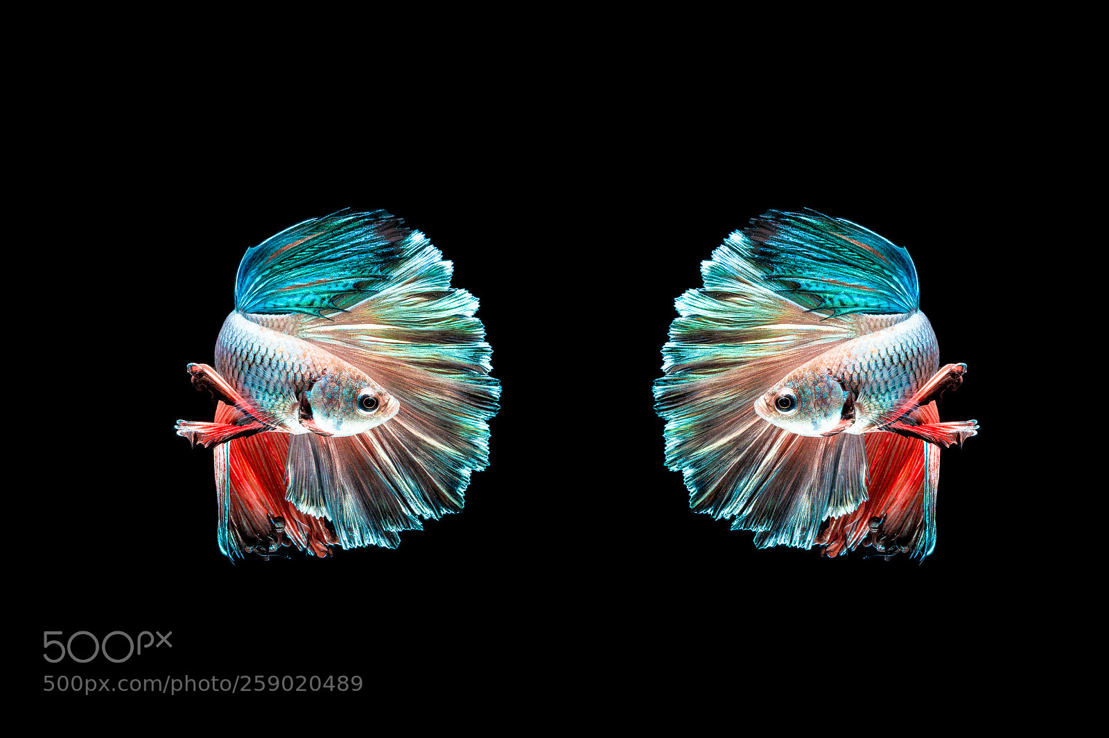 Canon EOS 70D sample photo. Two half moon betta photography