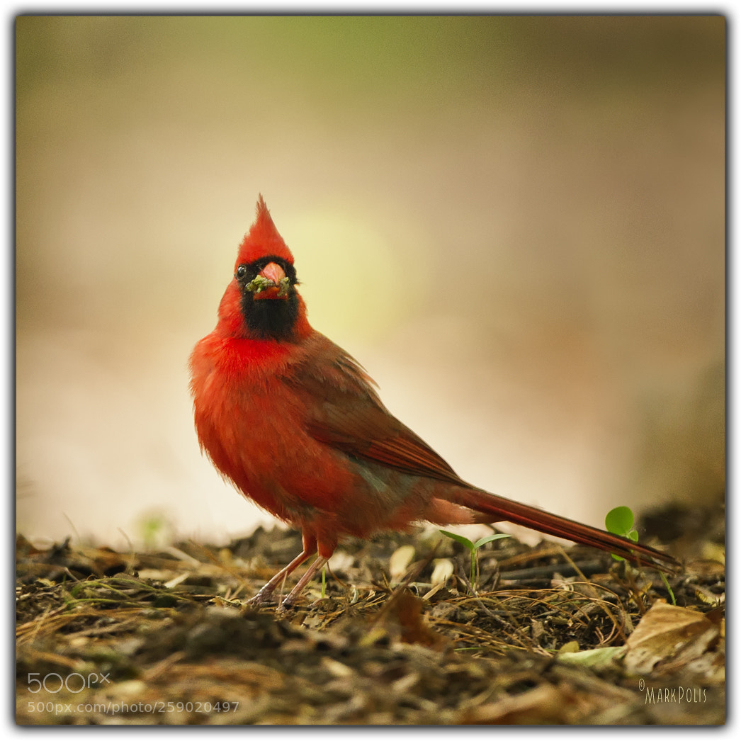 Canon EOS 7D sample photo. Cardinal grub photography