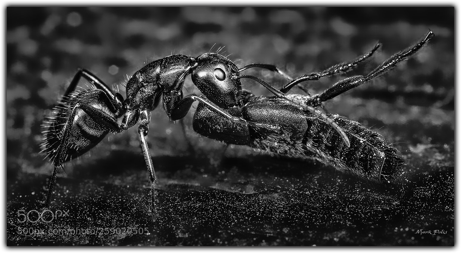 Canon EOS 7D sample photo. Conquest & bokeh mono photography