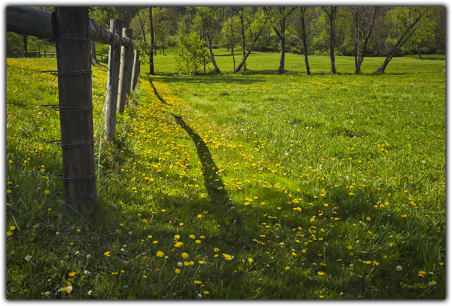 Leica M9 sample photo. Dandelion dream photography