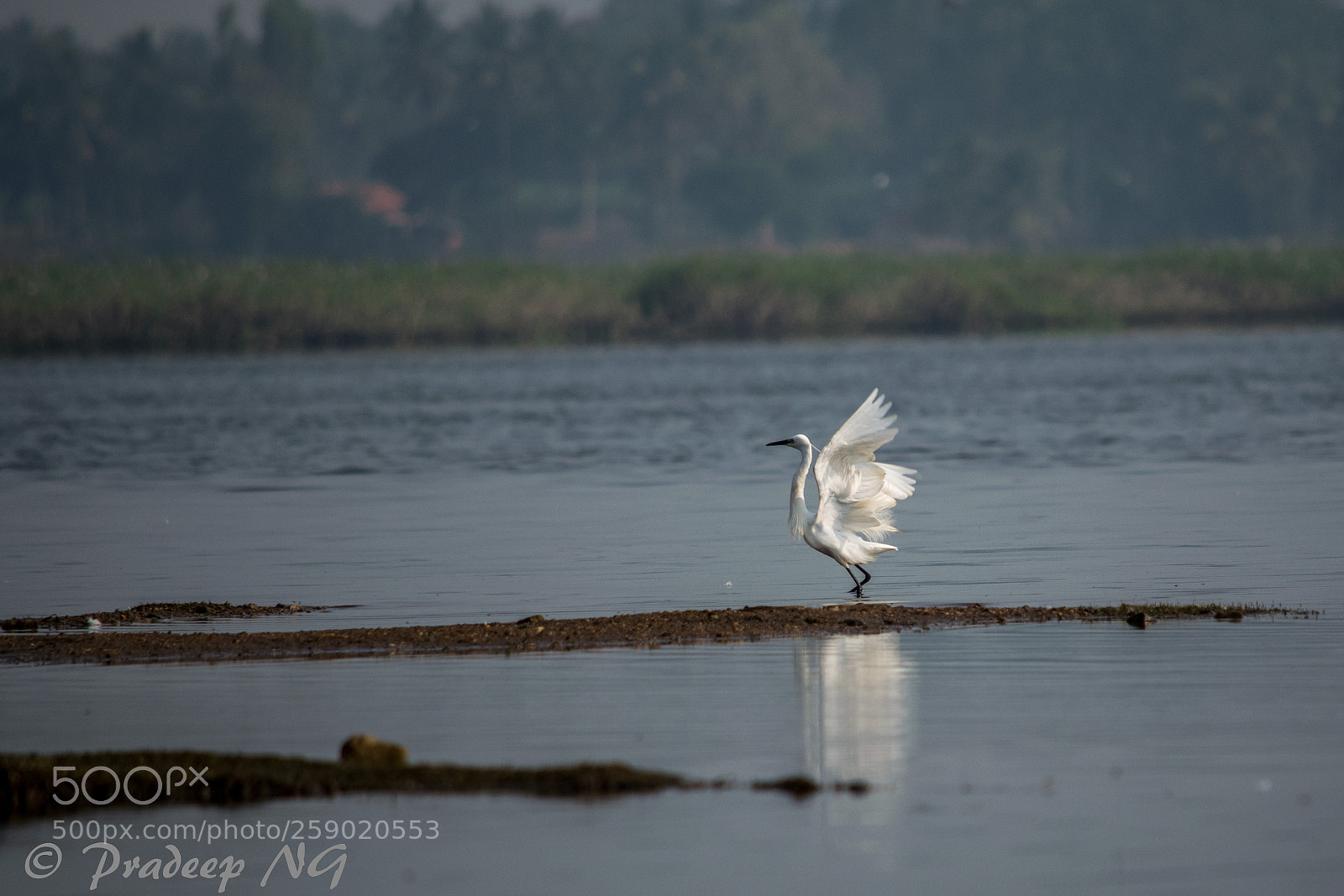 Nikon D3300 sample photo. Egret photography