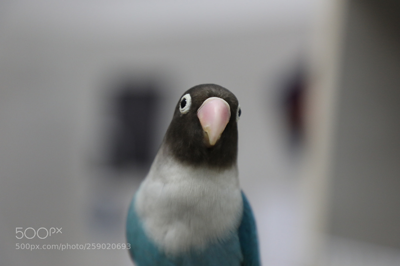 Canon EOS 5D Mark IV sample photo. Hellooo photography