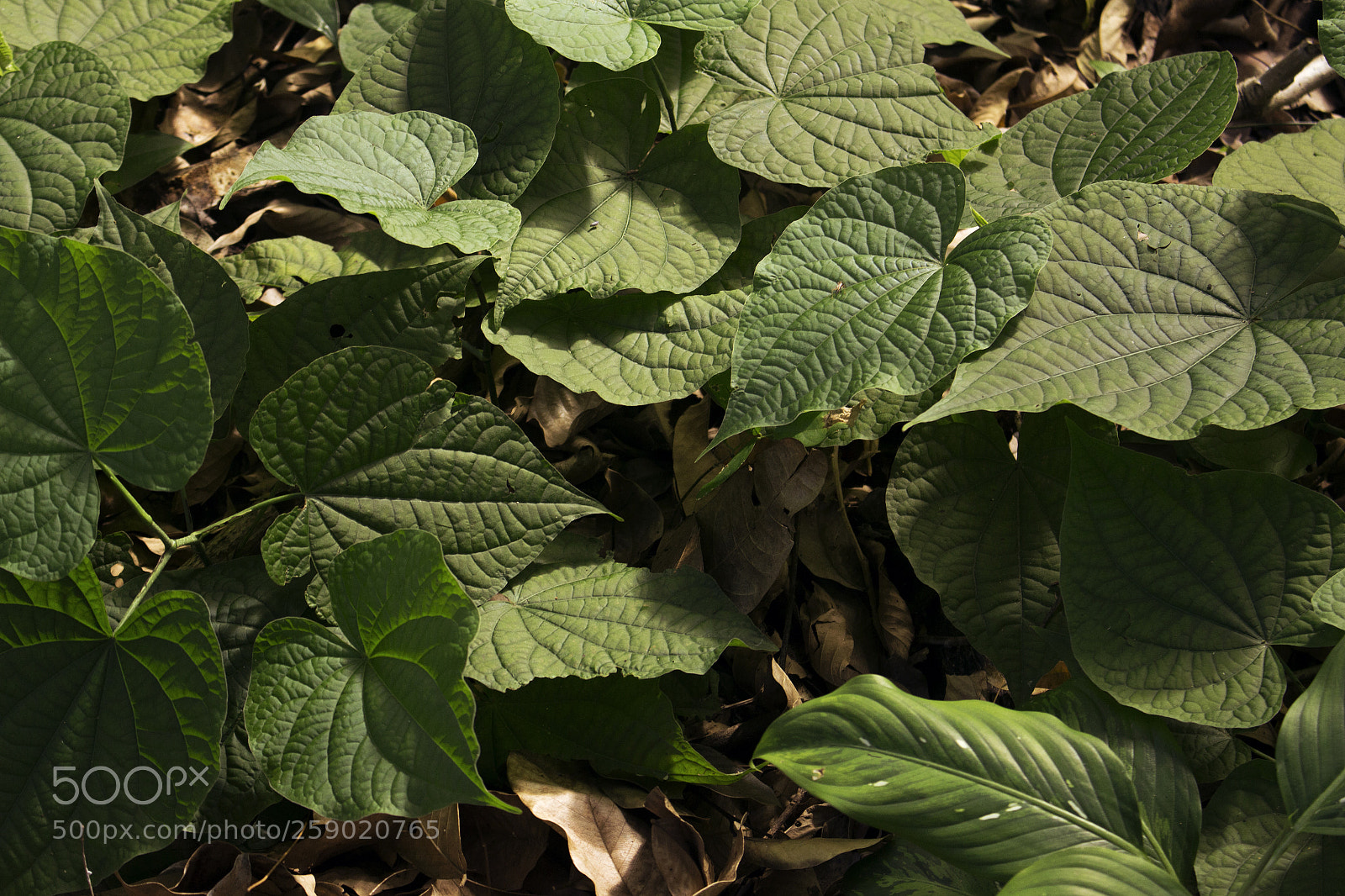 Canon EOS 700D (EOS Rebel T5i / EOS Kiss X7i) sample photo. Rainforest leafs photography