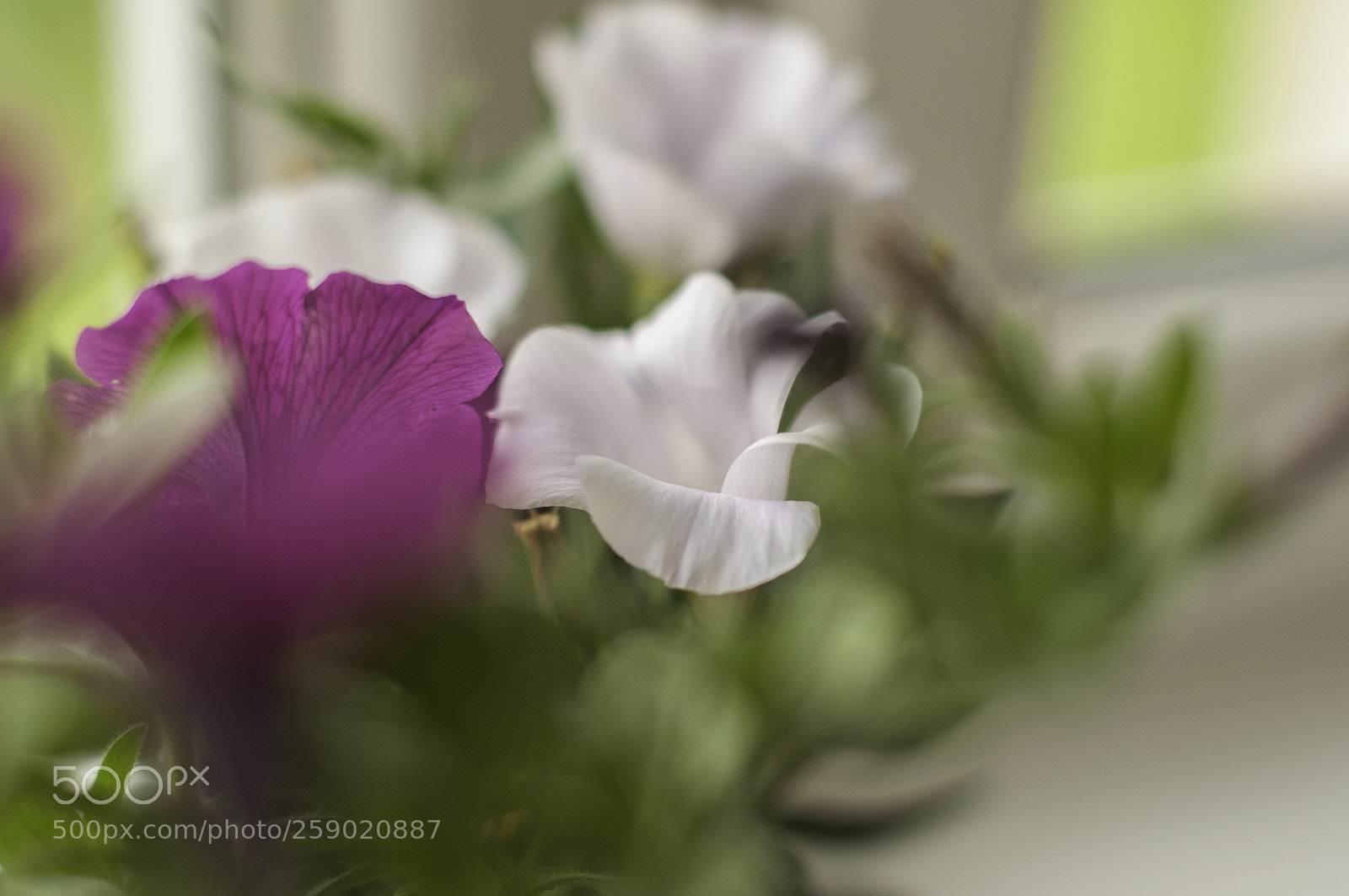 Nikon D5000 sample photo. Pink and white photography
