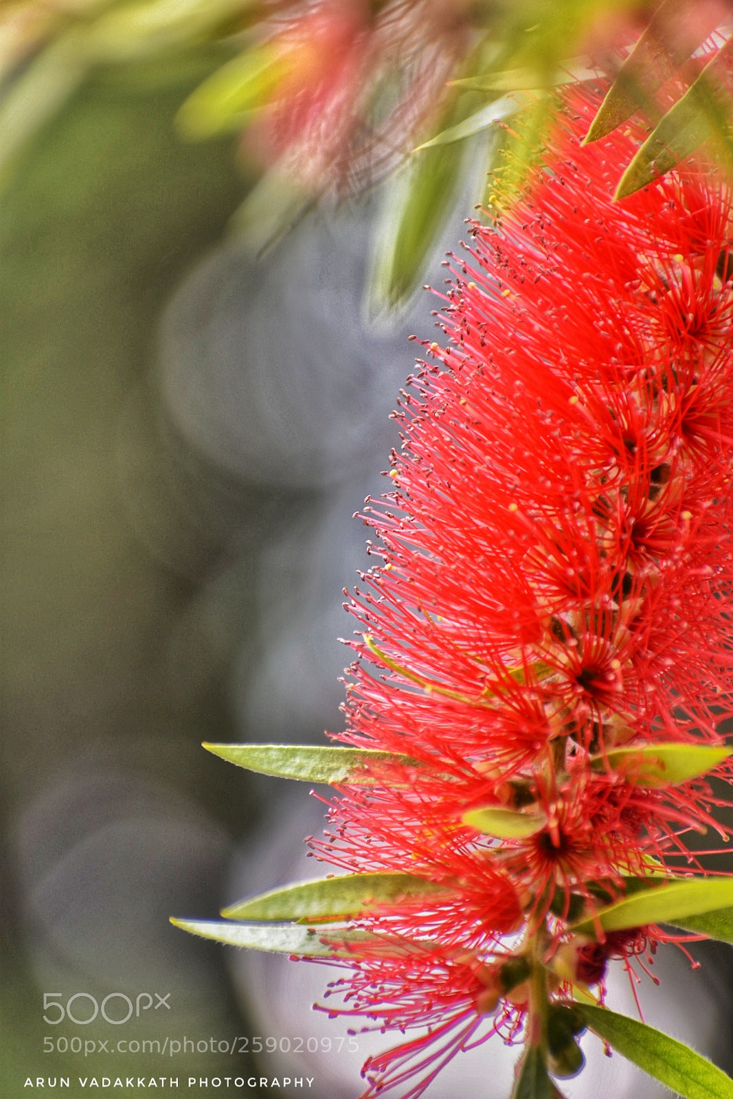 Nikon D3400 sample photo. Nature's wonder photography