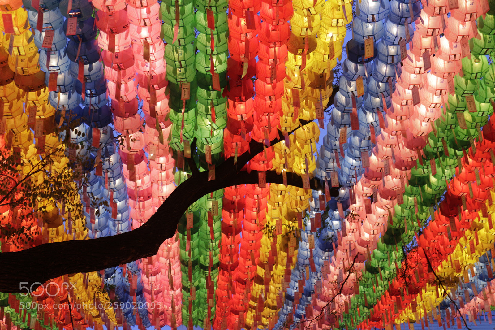 Canon EOS M sample photo. Colourful tree photography