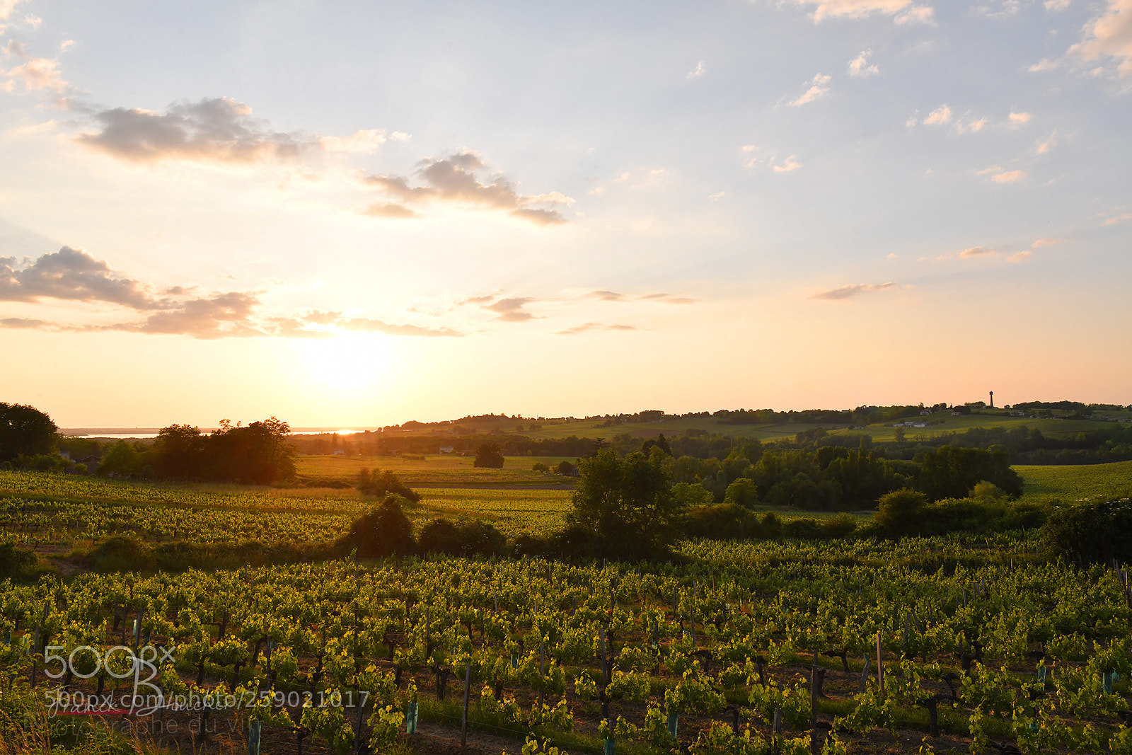Nikon D850 sample photo. 1 photography