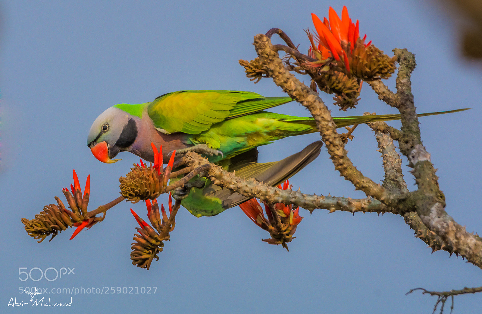 Nikon D7100 sample photo. :: red-breasted parakeet / মদনা টিয়া :: photography