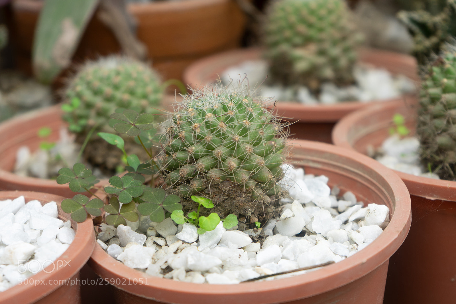 Sony a7 sample photo. Happy cactas family photography