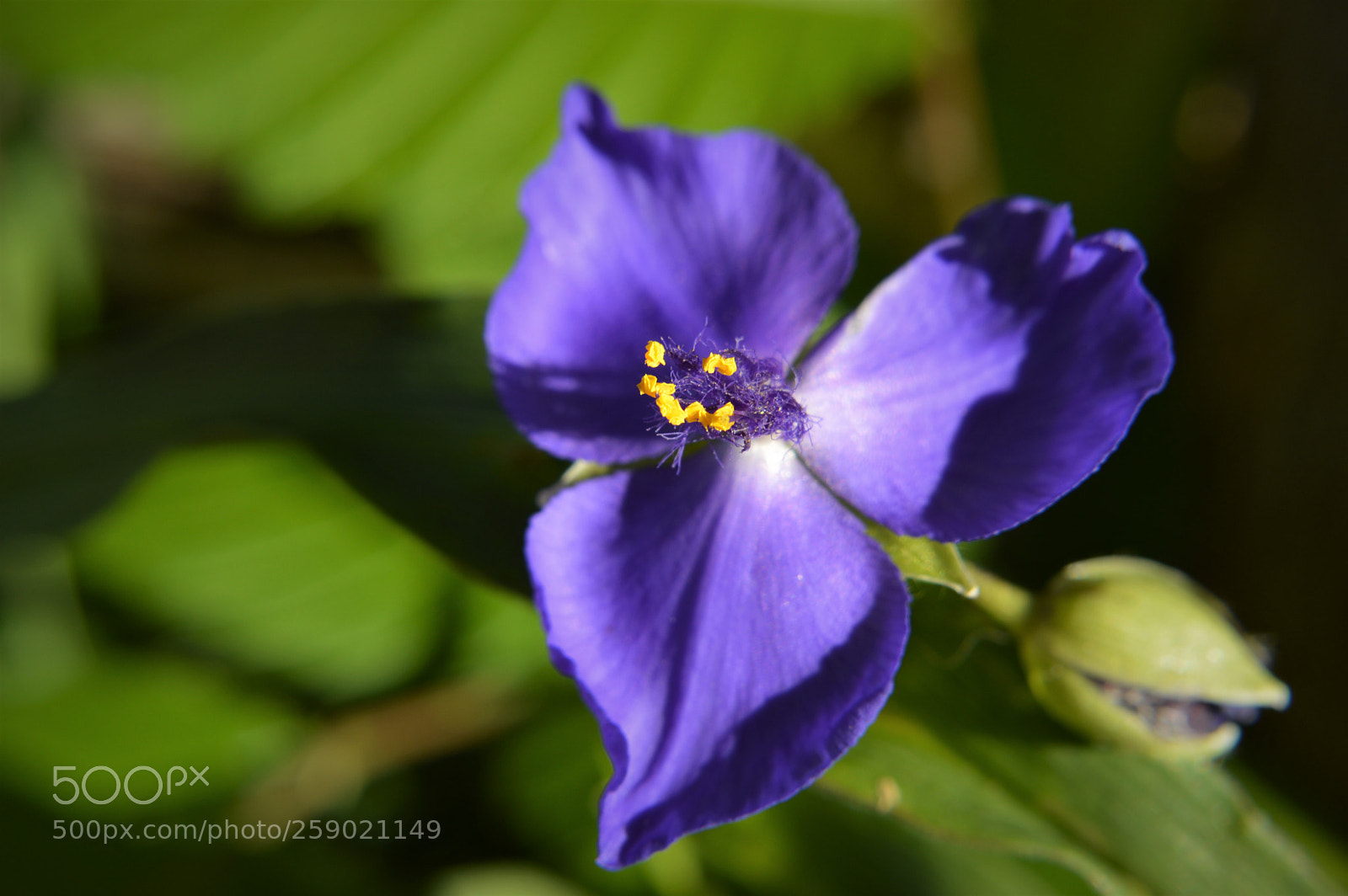 Nikon D3200 sample photo. Something blue photography