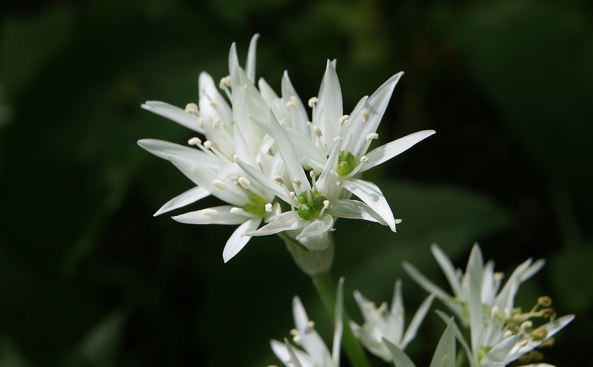 Sony Alpha DSLR-A380 sample photo. All blooming in the park ... :) photography