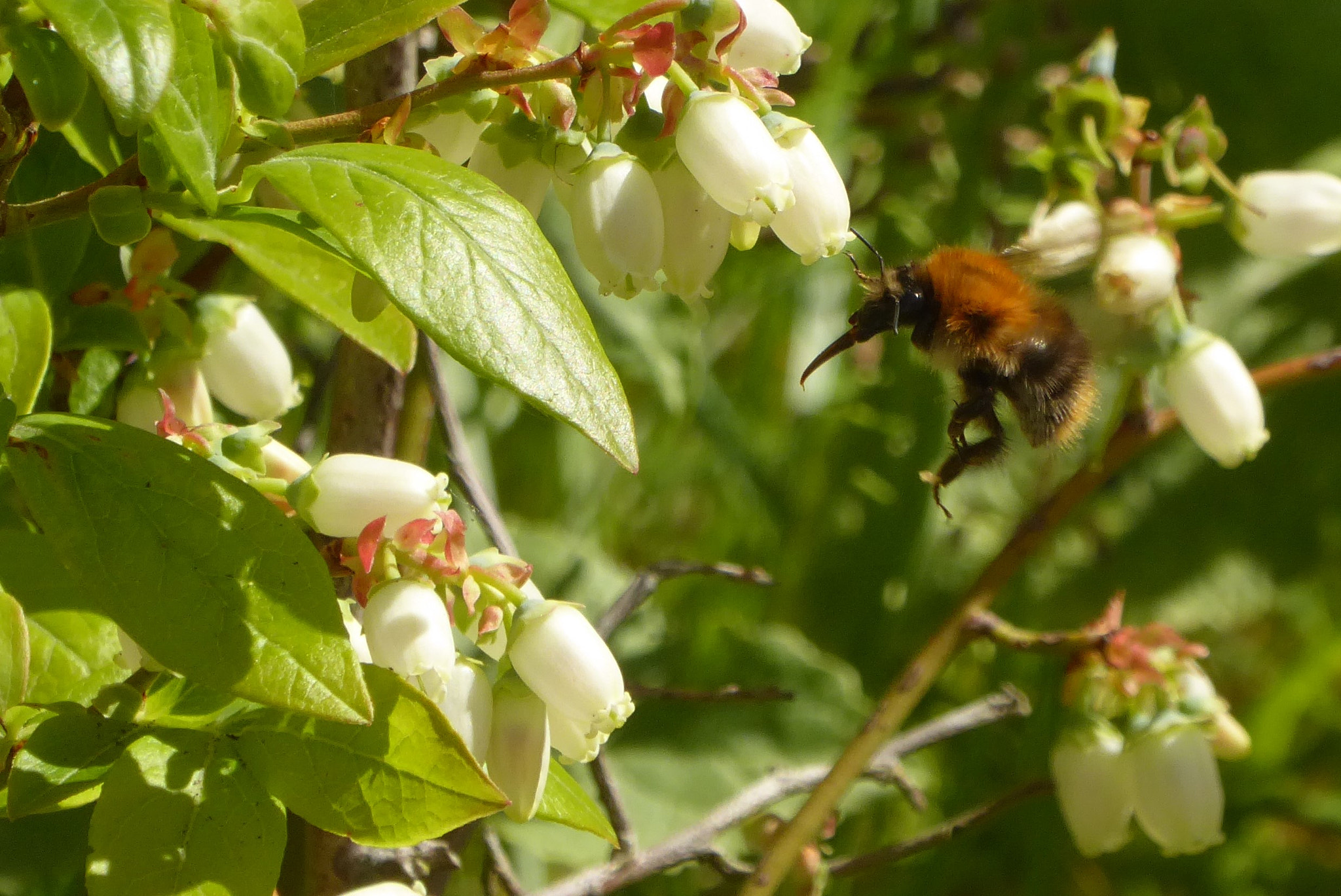Panasonic Lumix DMC-ZS50 (Lumix DMC-TZ70) sample photo. Nectar nose photography