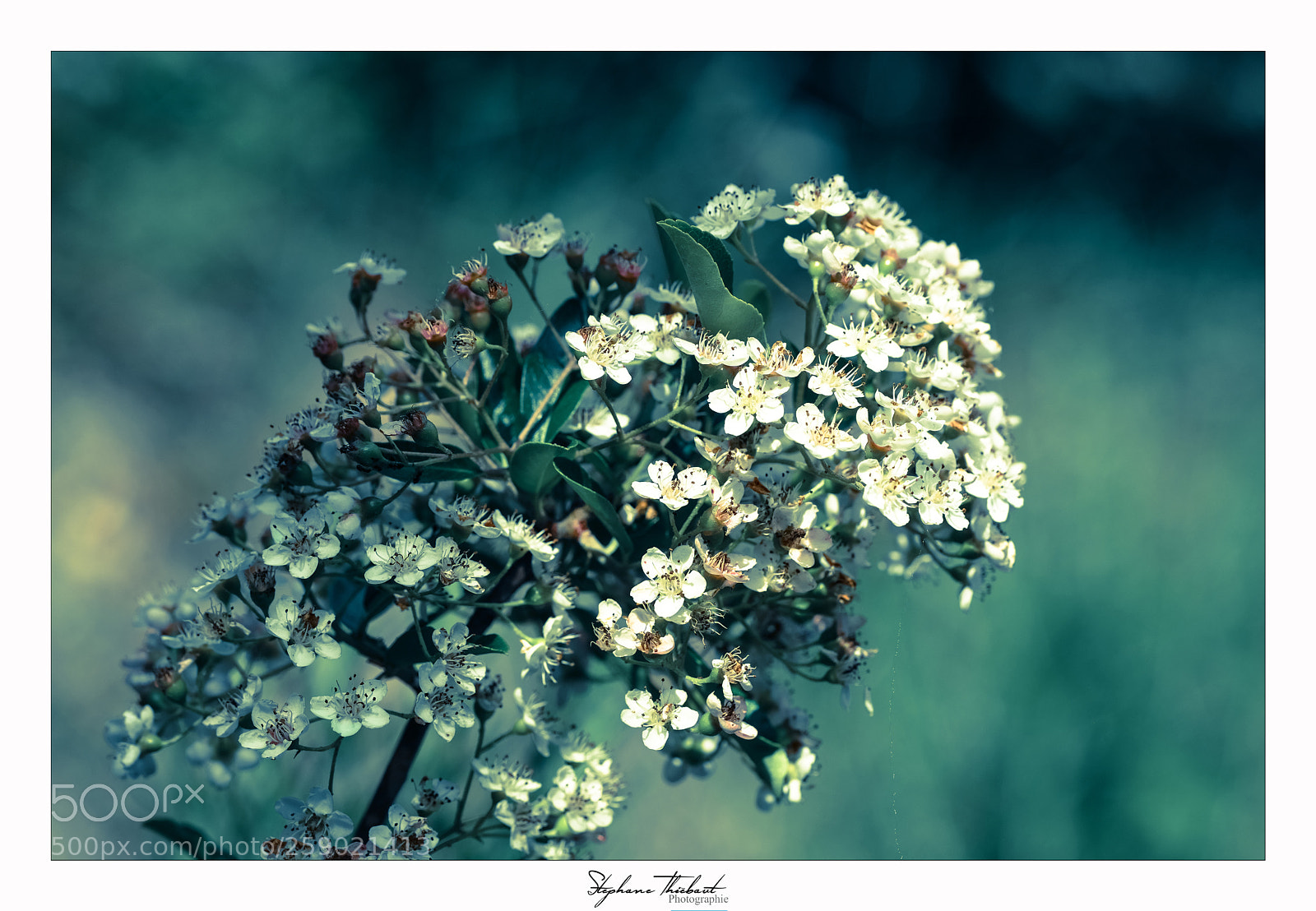 Fujifilm X-T2 sample photo. Brassée de fleurs photography