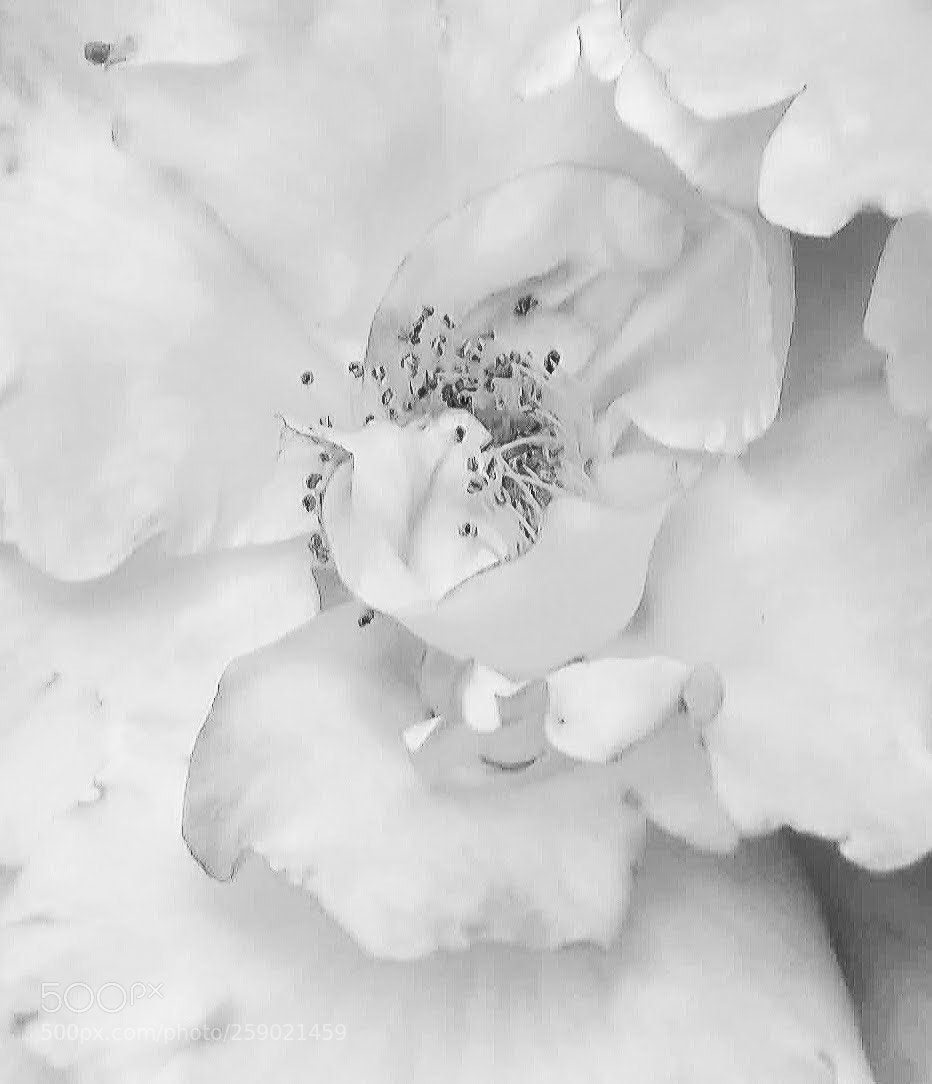 Samsung Galaxy S7 sample photo. Spring has sprung photography