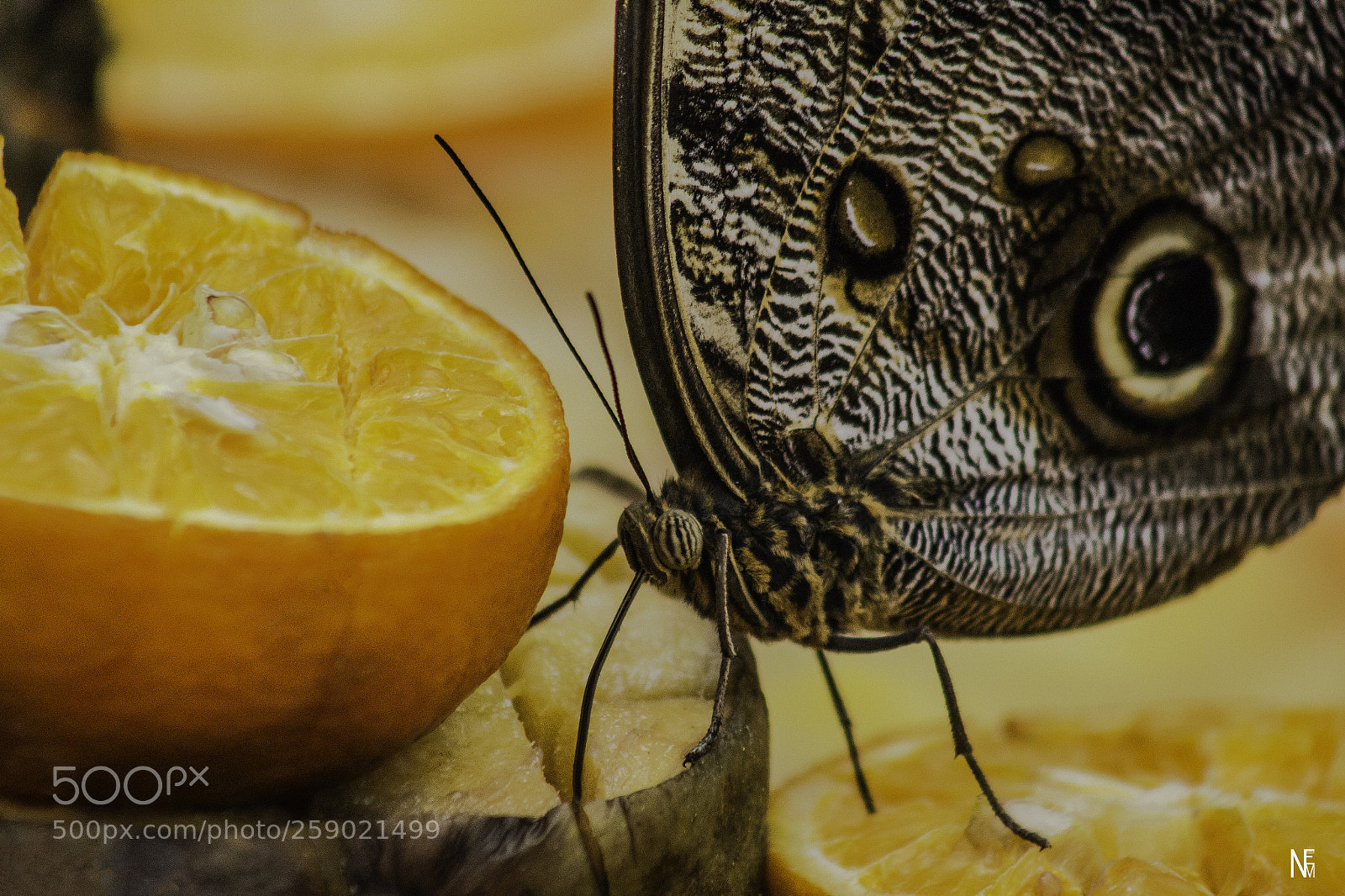 Canon EOS 1200D (EOS Rebel T5 / EOS Kiss X70 / EOS Hi) sample photo. Owl butterfly with orange photography