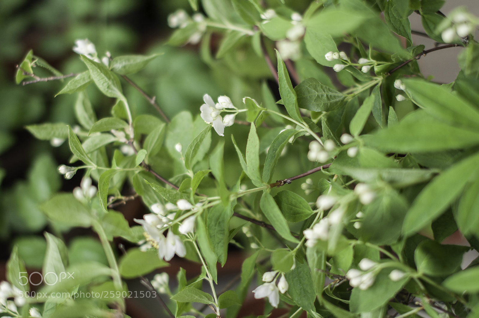 Nikon D5000 sample photo. Jasmine tree photography