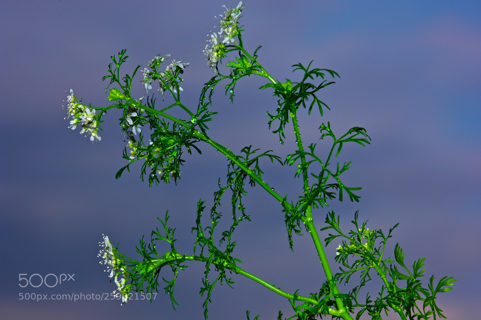 Nikon D7200 sample photo. Perejil photography
