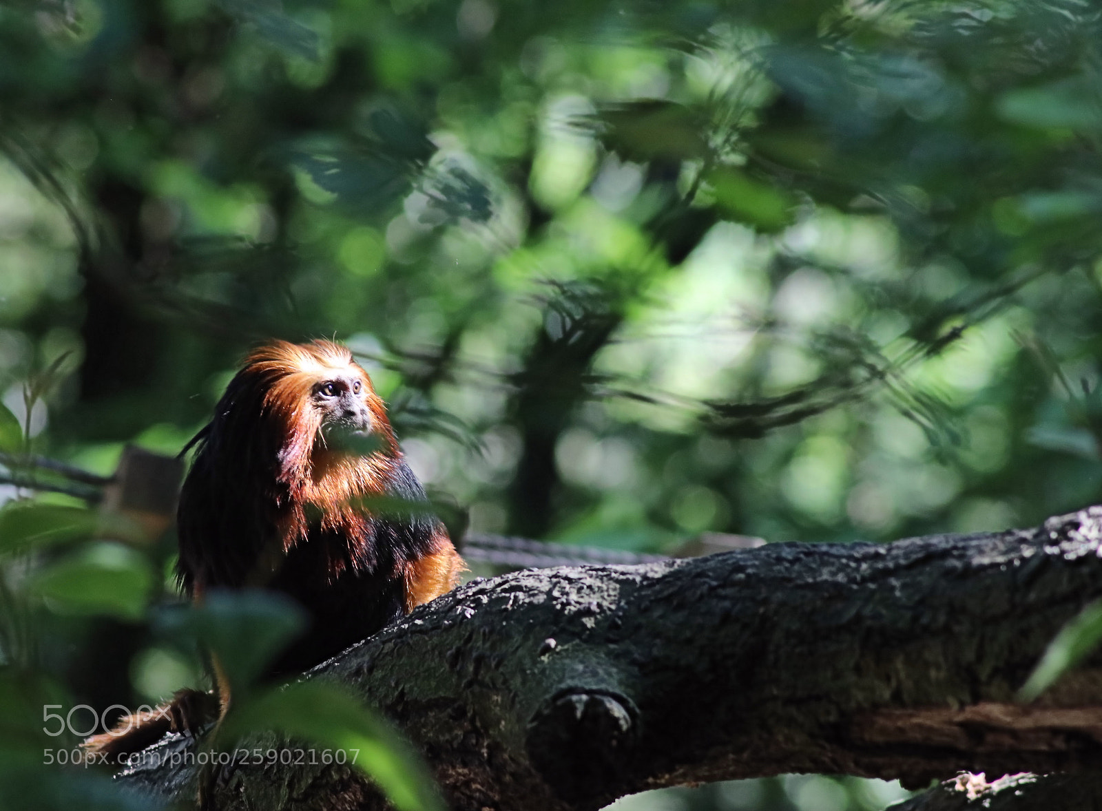 Canon EOS 80D sample photo. Leontopithecus chrysomelas photography