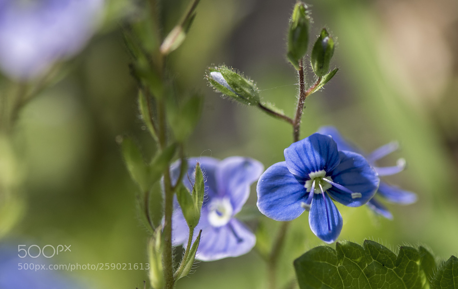 Nikon D810 sample photo. La véronique perse. photography