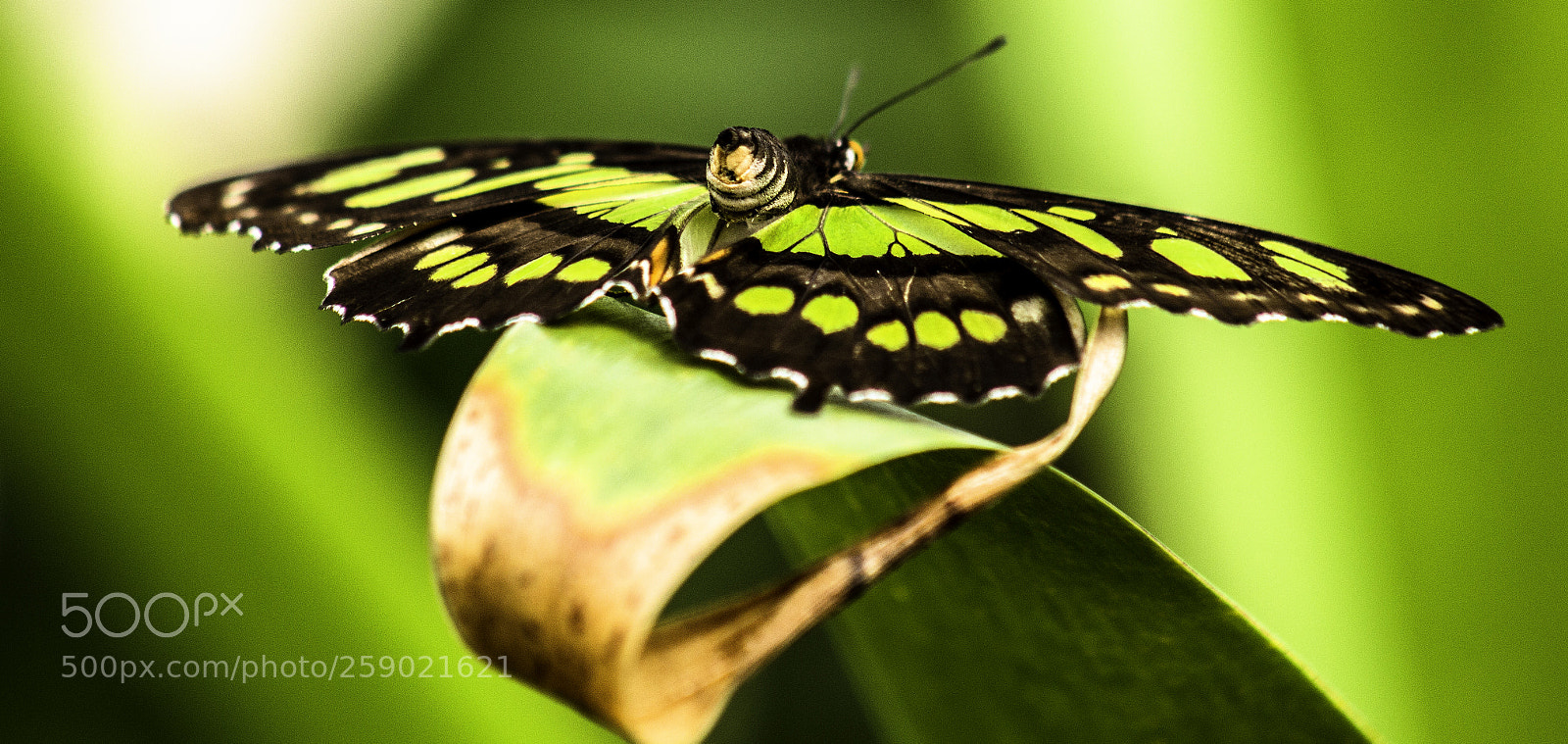 Canon EOS 1200D (EOS Rebel T5 / EOS Kiss X70 / EOS Hi) sample photo. Green butterfly photography