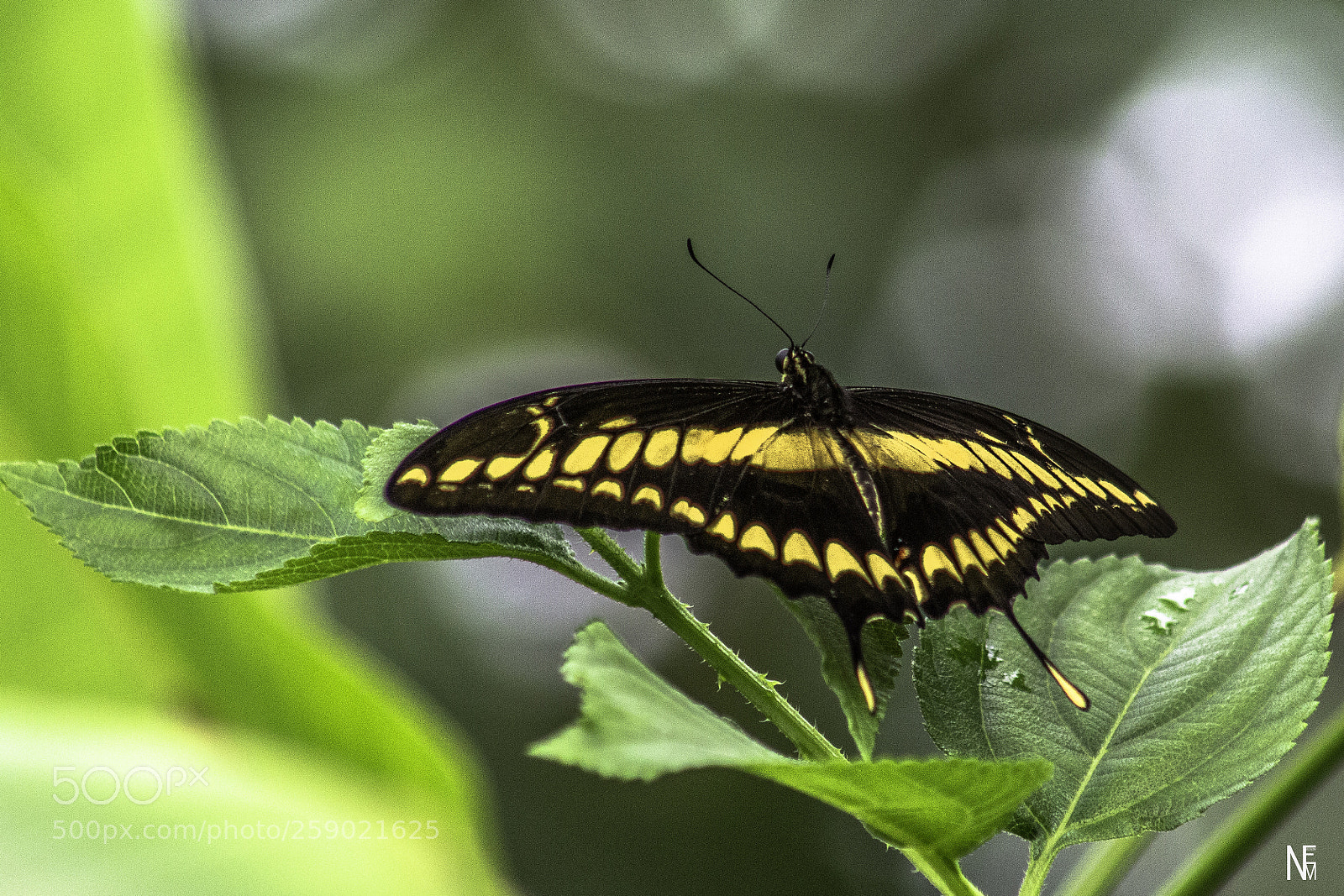 Canon EOS 1200D (EOS Rebel T5 / EOS Kiss X70 / EOS Hi) sample photo. Butterfly photography