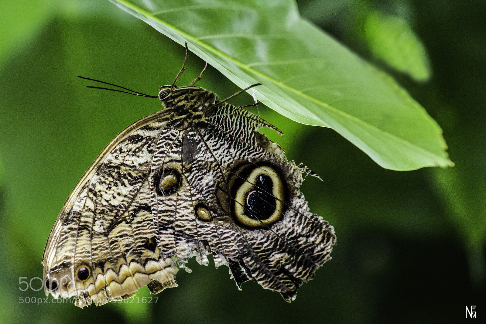 Canon EOS 1200D (EOS Rebel T5 / EOS Kiss X70 / EOS Hi) sample photo. Owl butterfly photography