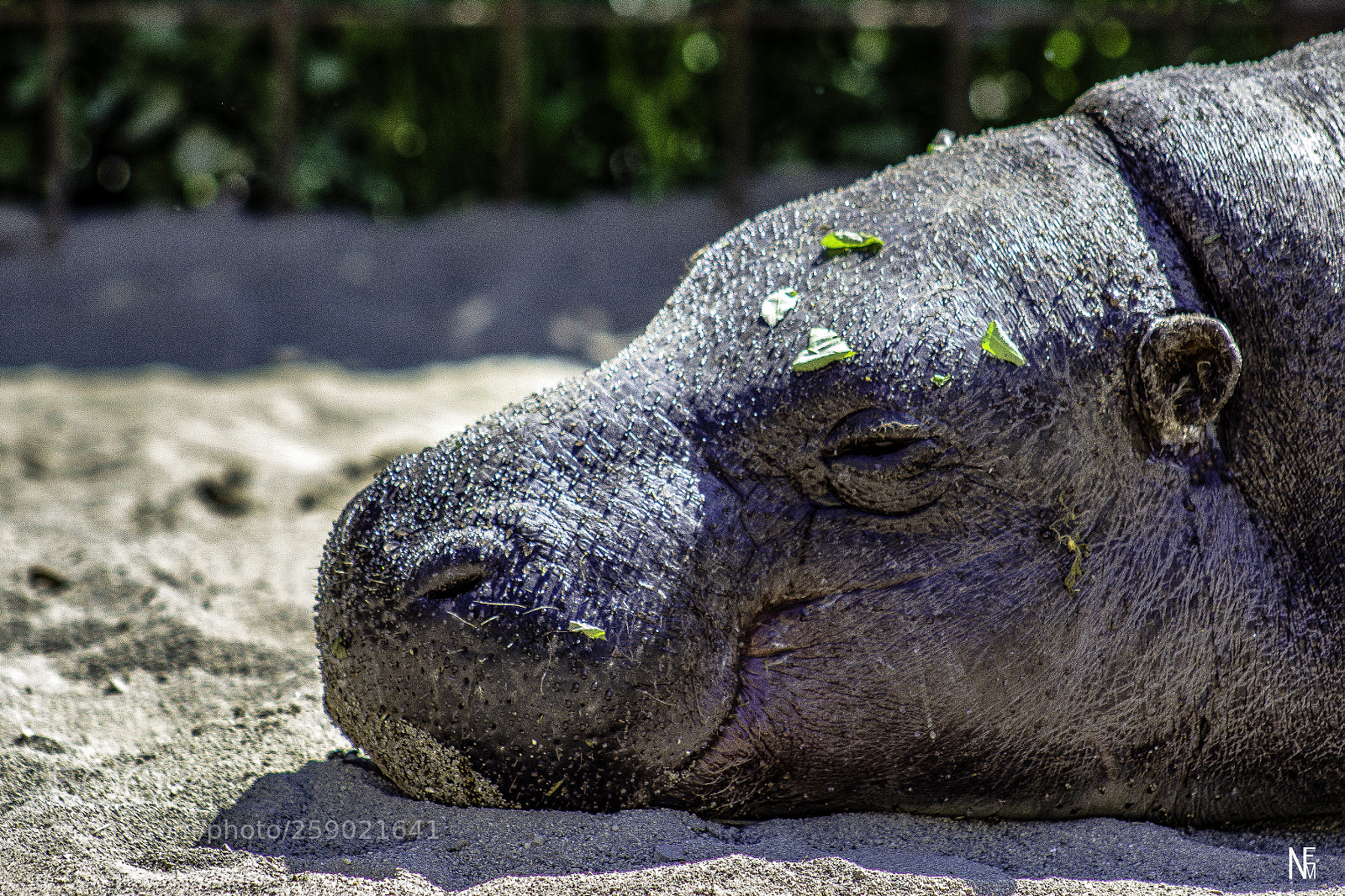 Canon EOS 1200D (EOS Rebel T5 / EOS Kiss X70 / EOS Hi) sample photo. Relaxing hippopotamus photography
