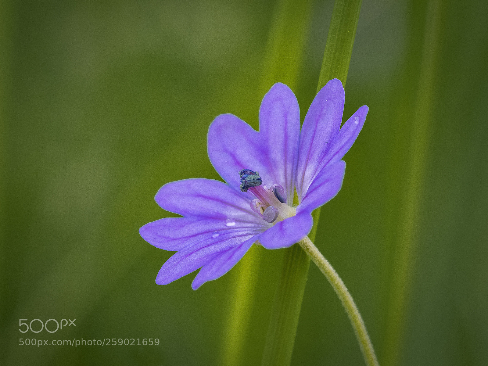 Olympus OM-D E-M1 Mark II sample photo. Purple  photography