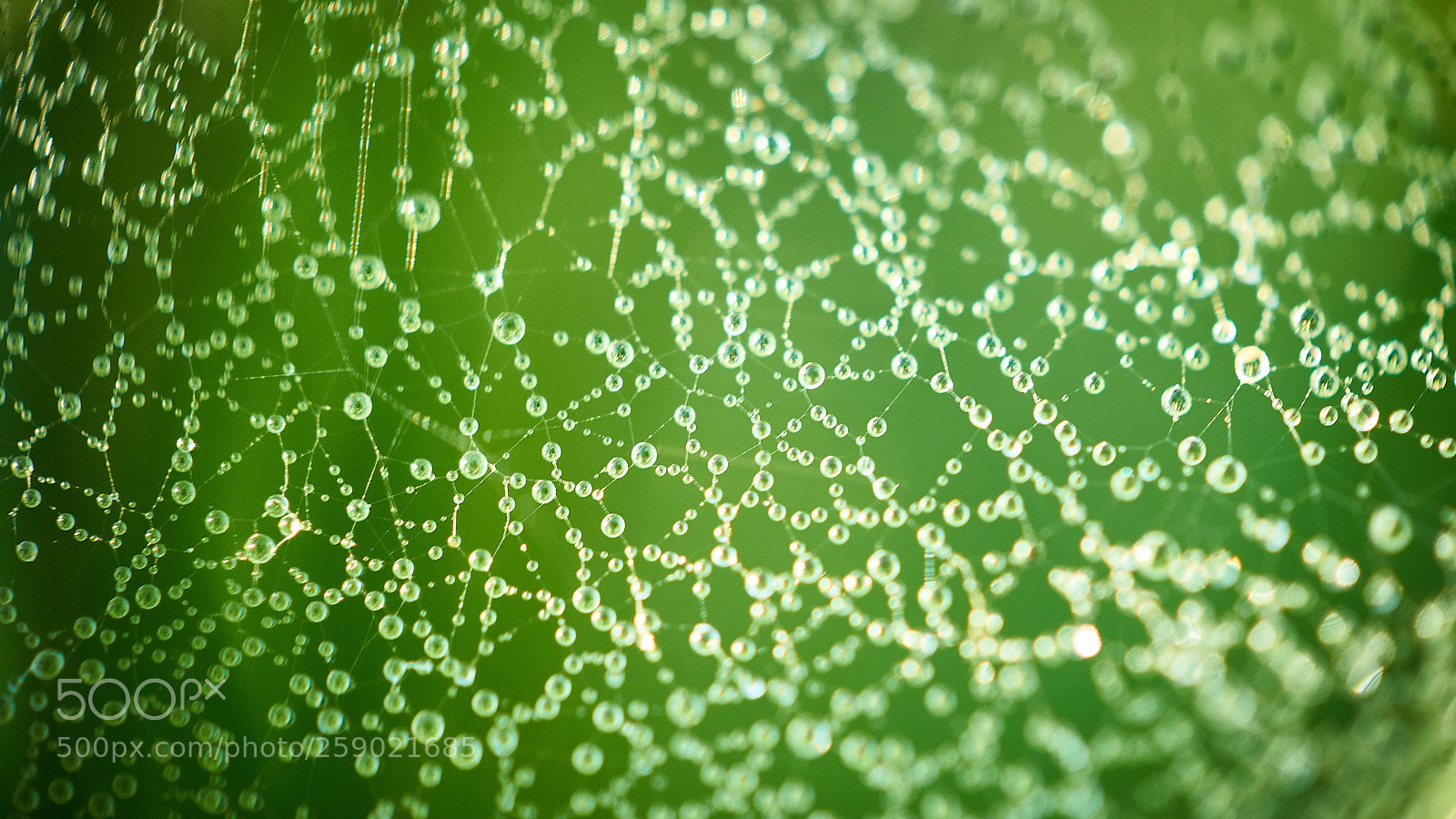 Sony SLT-A55 (SLT-A55V) sample photo. Webdrops photography
