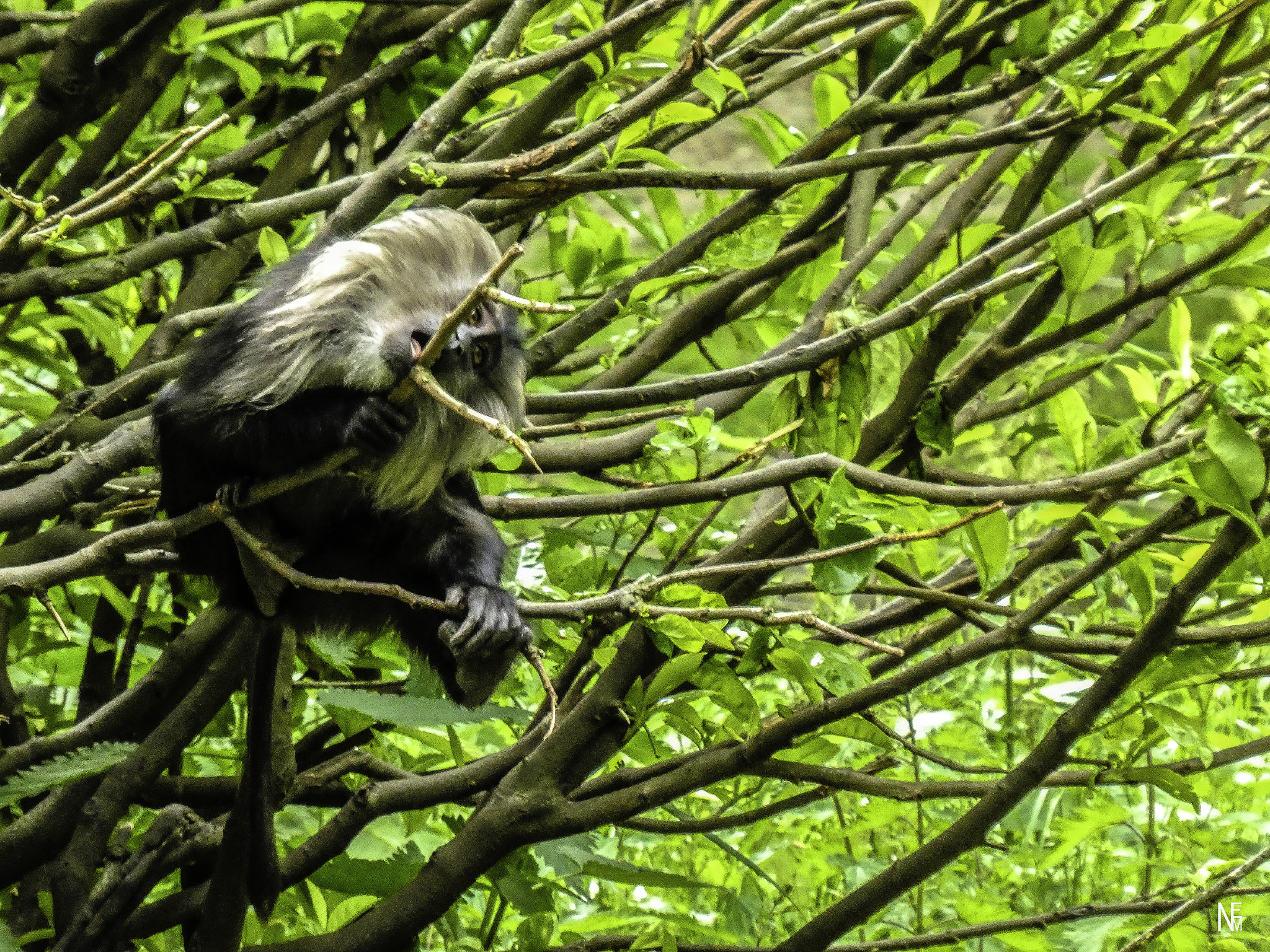 Panasonic Lumix DMC-ZS60 (Lumix DMC-TZ80) sample photo. Monkey photography
