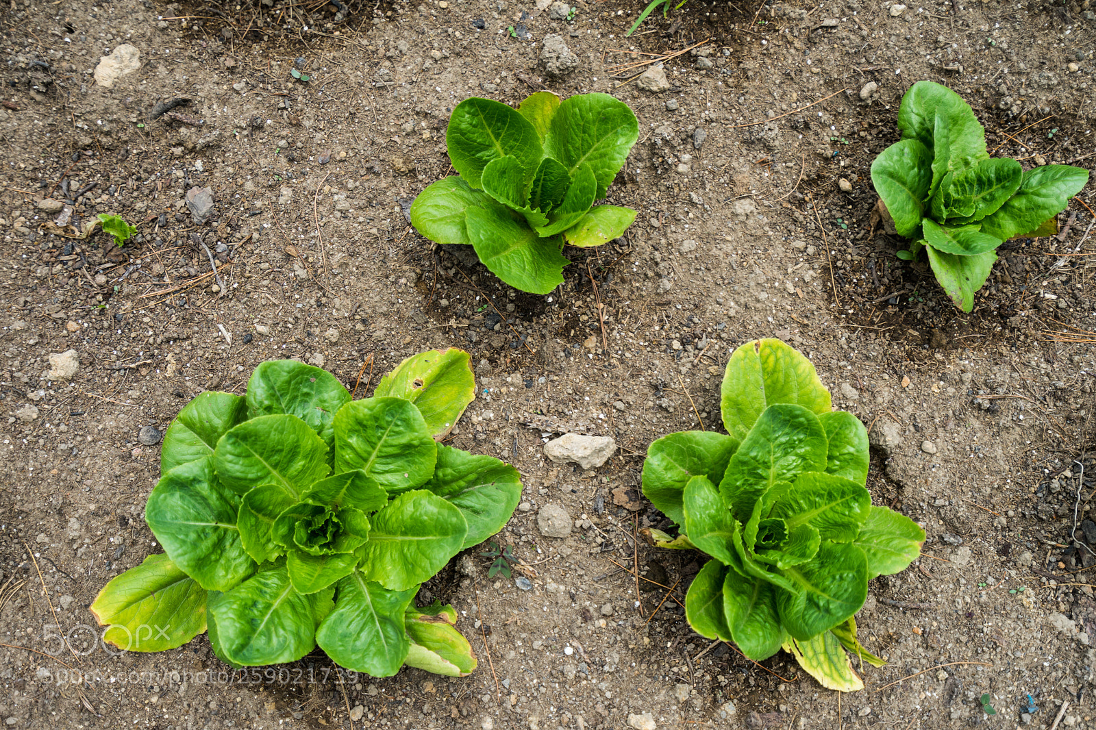 Sony a7 II sample photo. Lettuces at rio frio photography