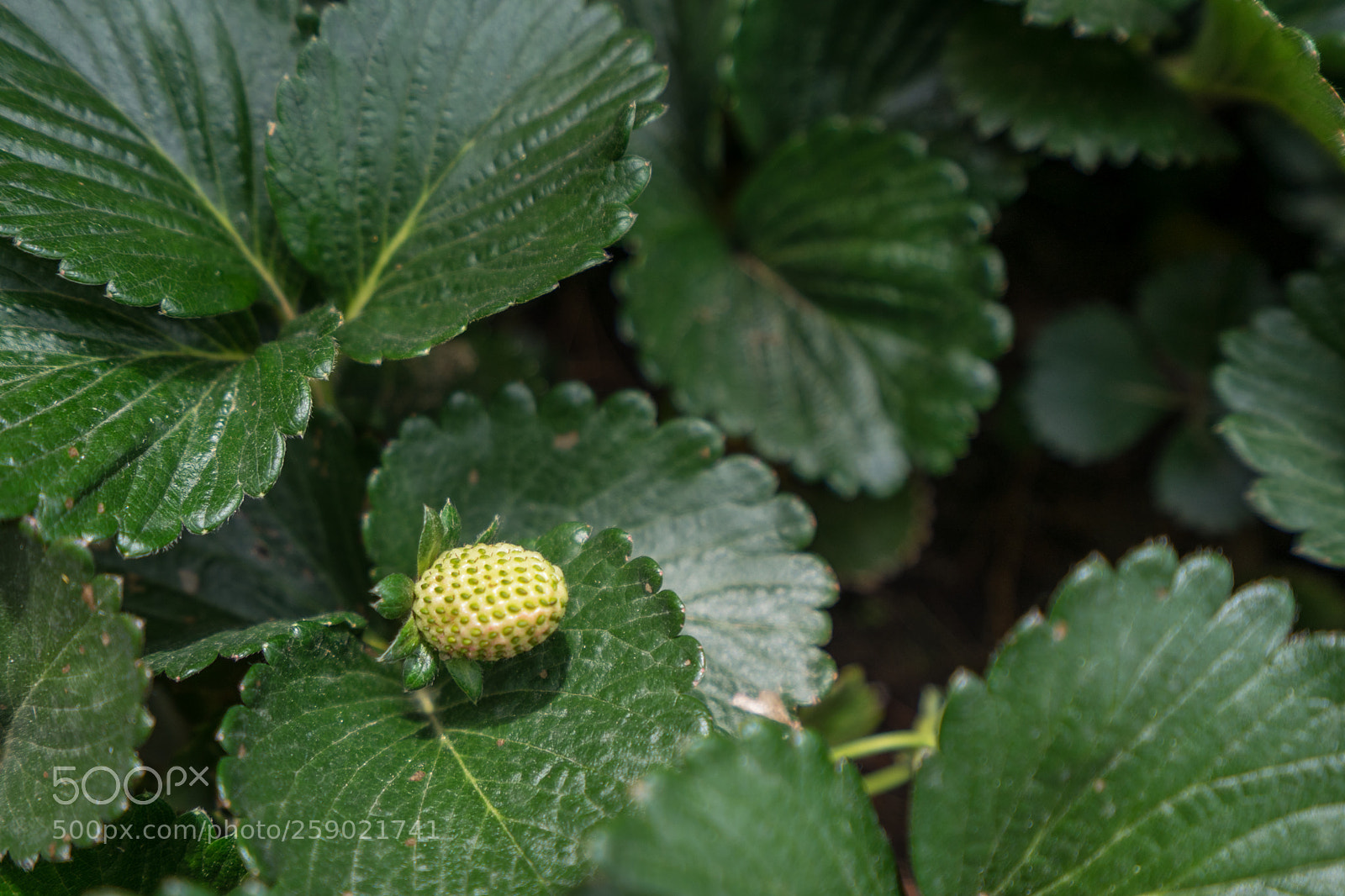 Sony a7 II sample photo. Strawberry at rio frio photography