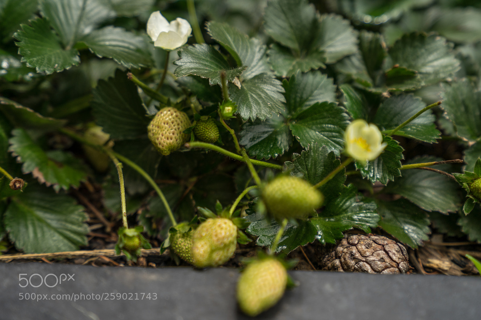 Sony a7 II sample photo. Strawberries at rio frio photography