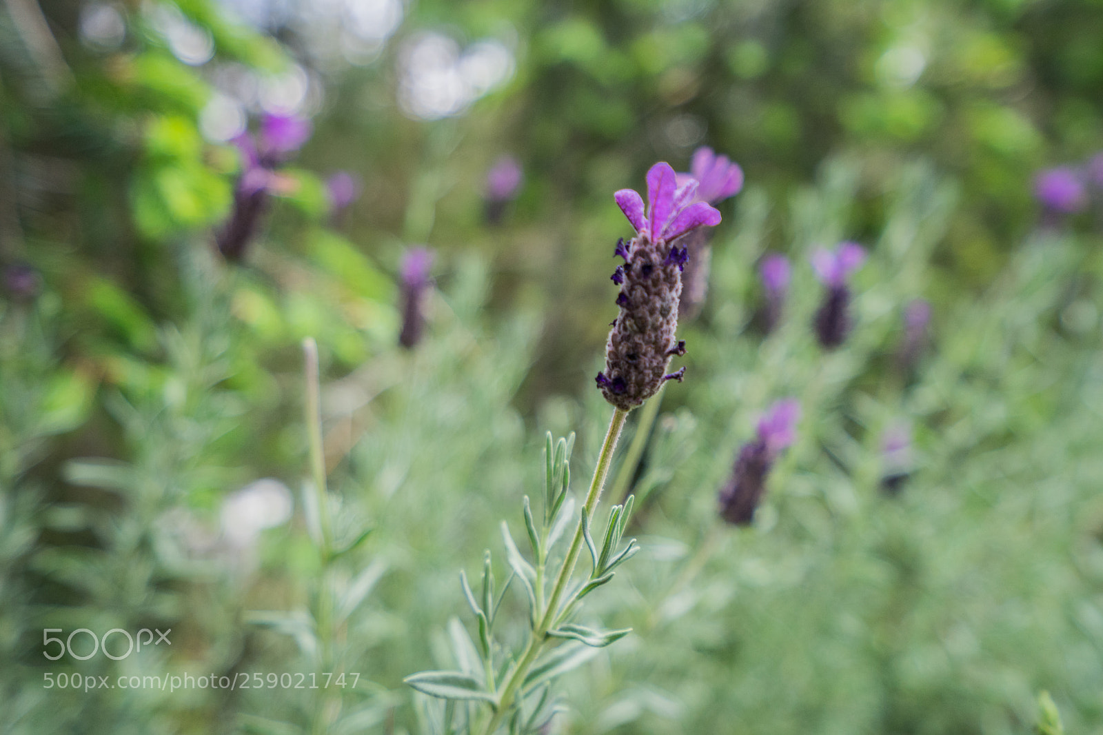 Sony a7 II sample photo. Lavender flowers photography