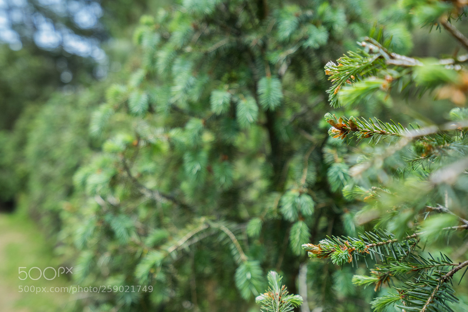 Sony a7 II sample photo. Pines at rio frio photography
